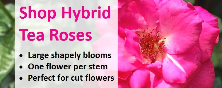 Shop for Hybrid Tea Roses 3